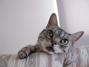 晩御飯は何かにゃあ・・・