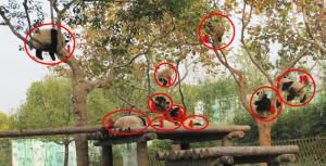 正解は・・！　パパパパパパパパパパンダ！