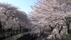 桜満開！