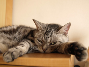 お休み中のとこスミマセン お休み中のとこスミマセン