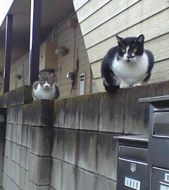 塀の上にニャン×２