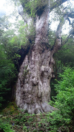 縄文杉 縄文杉