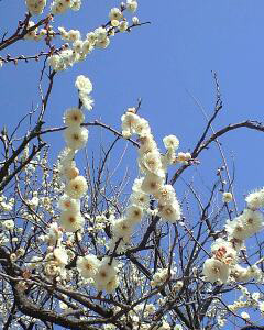 梅の花満開! 梅の花満開!