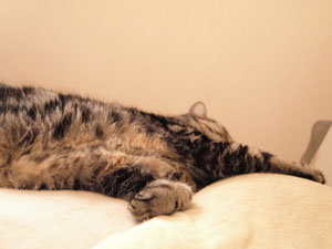 暑くて、グテーーーッ！！