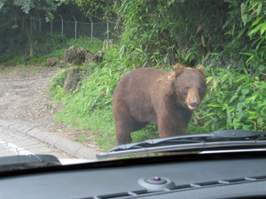 クマ出没注意?! クマ出没注意?!