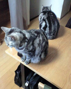 こまねこ状態 こまねこ状態