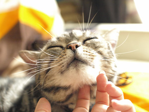 そこそこーーーっ! そこそこーーーっ!