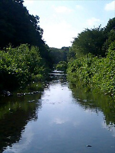 公園の小川 公園の小川