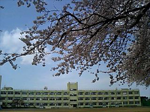 小学校でお花見 小学校でお花見