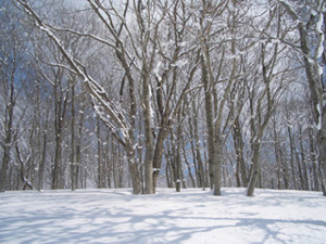 雪の林! 雪の林!