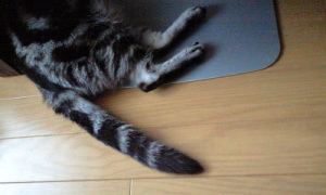 こりゃええわい♪ =^ω^=